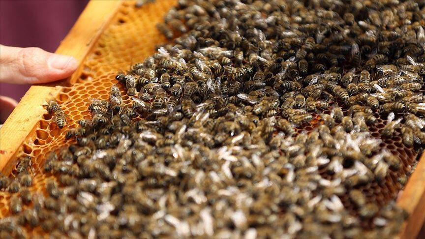 Arılar, iklim değişikliğine kurban gidiyor