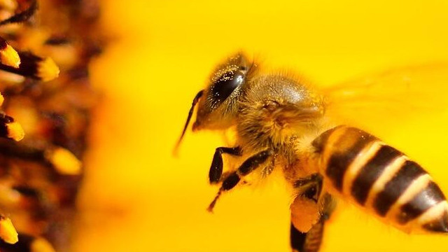 Arılar, iklim değişikliğine kurban gidiyor