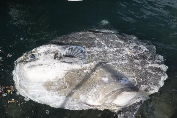 Foça sahiline avlanması yasak ölü ay balığı vurdu