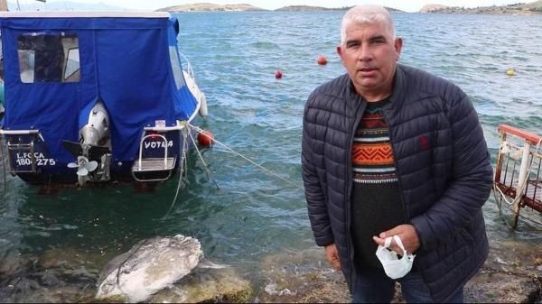 Foça sahiline avlanması yasak ölü ay balığı vurdu