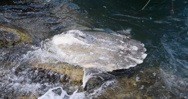 Foça sahiline avlanması yasak ölü ay balığı vurdu