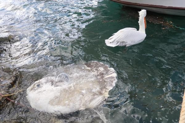 Foça sahiline avlanması yasak ölü ay balığı vurdu
