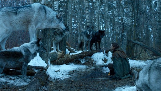 Game of Thrones'un ulu kurtları için ezber bozan araştırma