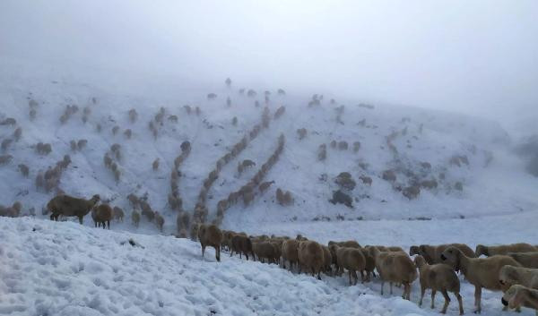 600 koyunla kar altında mahsur kalan çoban böyle kurtuldu - Resim: 1