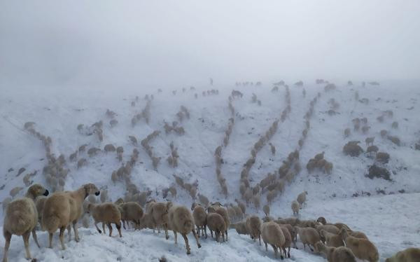 600 koyunla kar altında mahsur kalan çoban böyle kurtuldu - Resim: 4