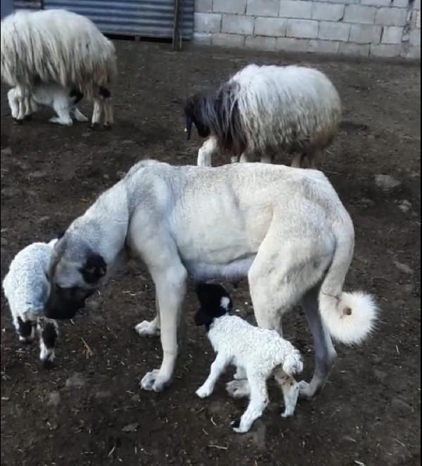 Kangal köpeği, kuzuya annelik yapıyor - Resim: 2