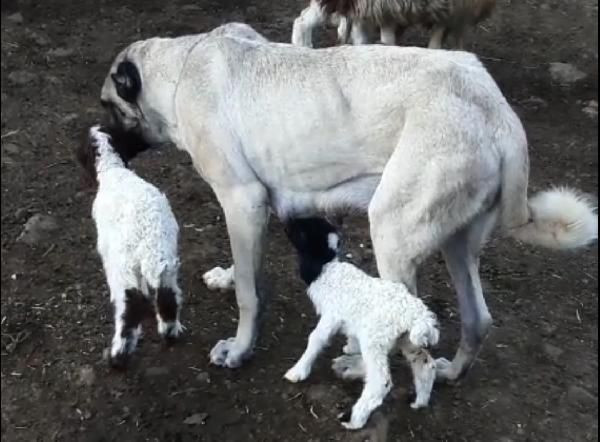 Kangal köpeği, kuzuya annelik yapıyor - Resim: 3