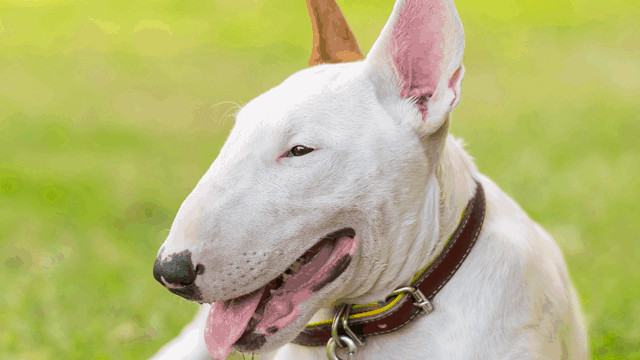 Kadını şiddeti durduran köpek kahraman ilan edildi