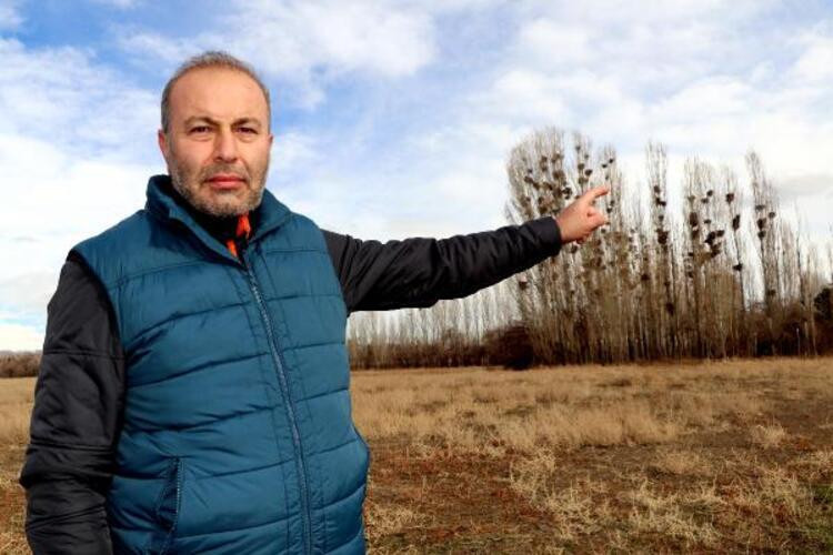 Van'daki karga istilasının sırrı çözüldü - Resim: 1