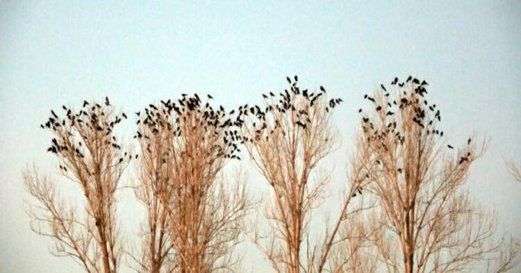 Van'daki karga istilasının sırrı çözüldü