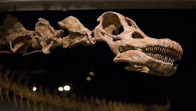 Tam 98 milyon yıllık dünyanın en büyük fosili bulundu - Resim: 4