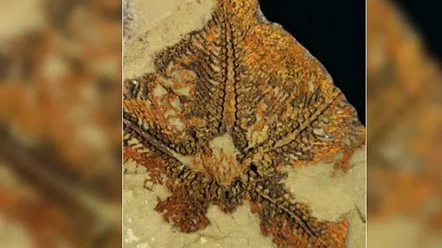 Fas'ta 480 milyon yıllık fosil bulundu