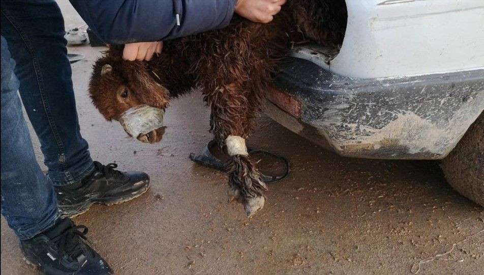 Otomobilin farından çıkan kuzular görenleri şoke etti - Resim: 1