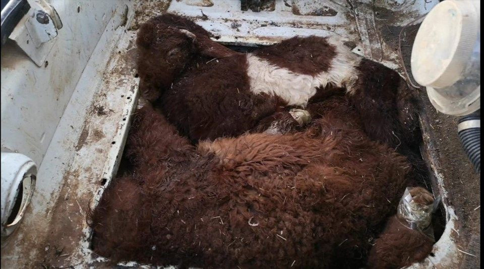 Otomobilin farından çıkan kuzular görenleri şoke etti - Resim: 2