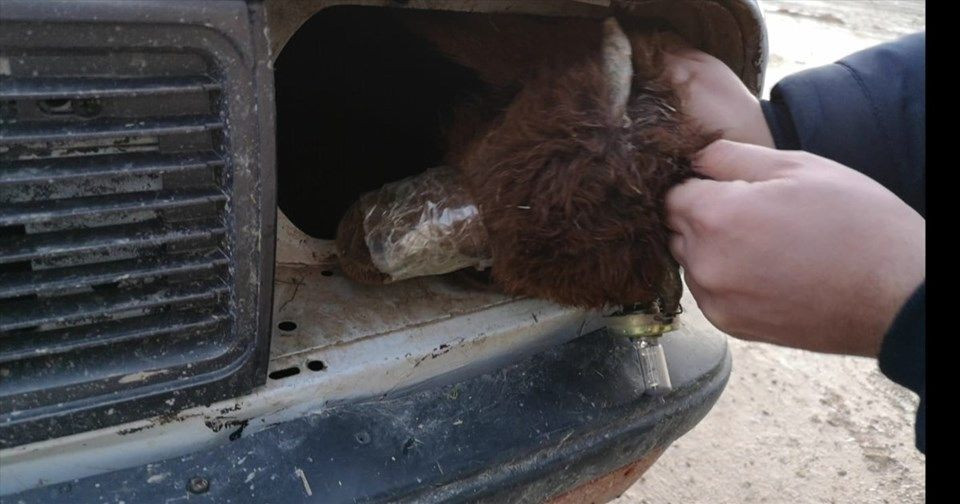 Otomobilin farından çıkan kuzular görenleri şoke etti - Resim: 3