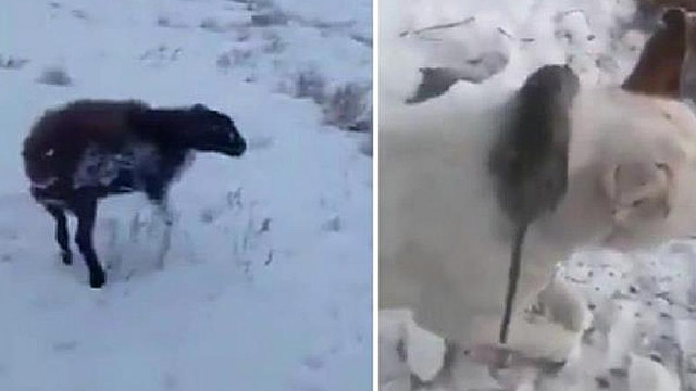 Öldürücü soğukta ısınmak isteyen fare köpeğin boynunda dondu