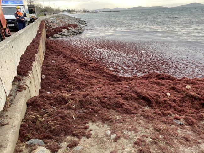 İstanbul'da Caddebostan Sahili kırmızıya büründü - Resim: 1
