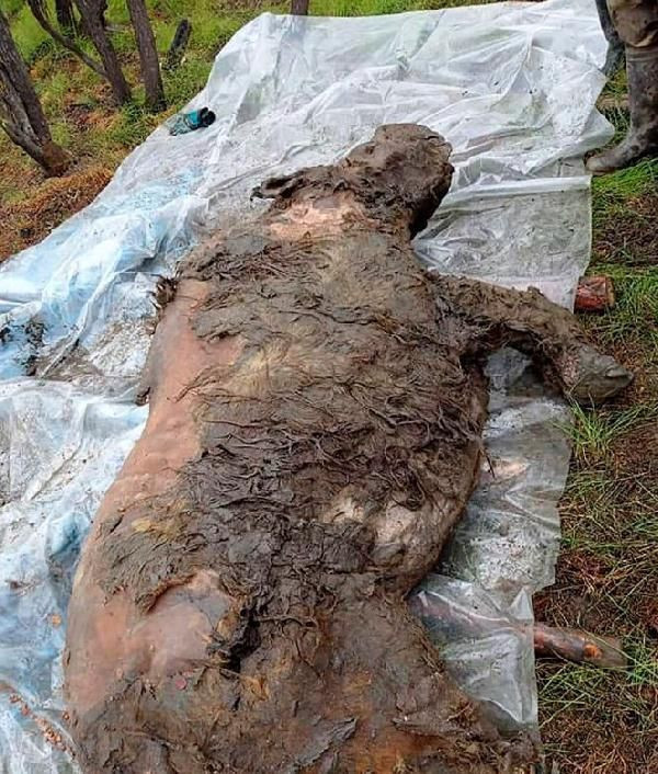 40 bin yıldır buzulda korunan fosil keşfedildi