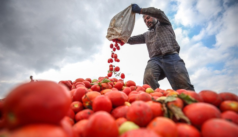 Rusya'ya domates sevkiyatı başlıyor