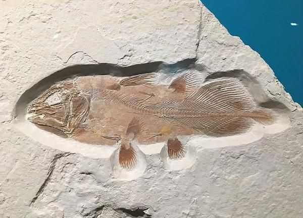 66 milyon yıllık balık fosili bulundu - Resim: 1