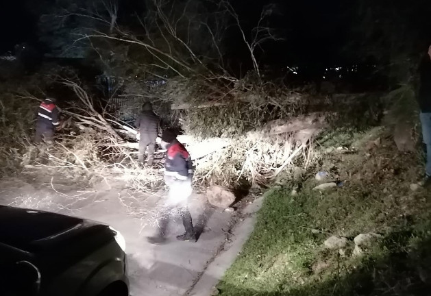 İzmir'i fırtına vurdu, ağaçlar devrildi
