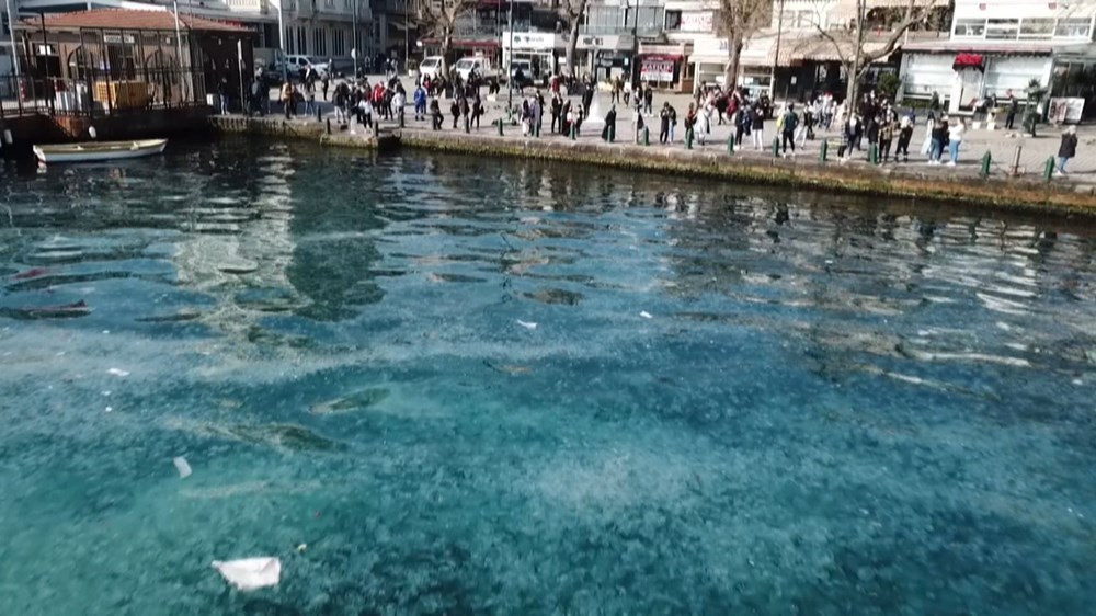 İstanbul Boğazı'nda denizanası istilası - Resim: 4