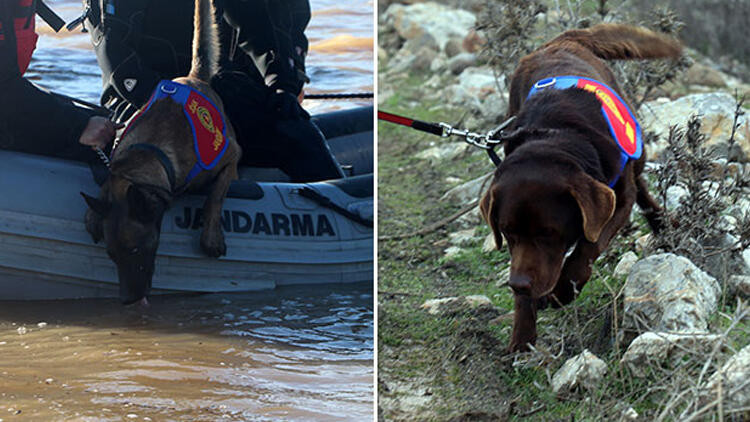 Türkiye'de bir ilk! Sudaki cansız bedeni köpekler buldu