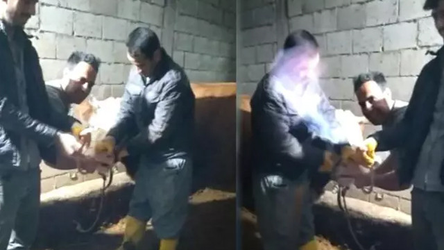 İneğin midesinde biriken metan gazını böyle çıkardı!