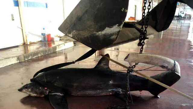 Antalya'da 6 metre uzunluğunda köpekbalığı yakalandı