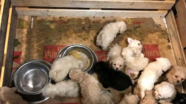 Otobüsün bagajında 23 yavru köpek ele geçirildi!