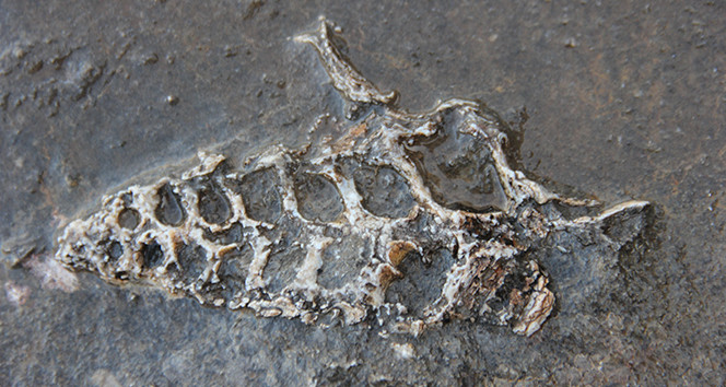 Adıyaman'da 70 milyon yıllık fosil bulundu