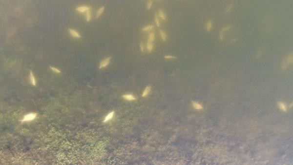 Alibeyköy Barajı'ndaki balık ölümlerinin altından bakın ne çıktı!