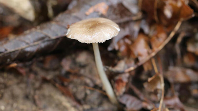Bu mantar sadece Artvin'de yetişiyor