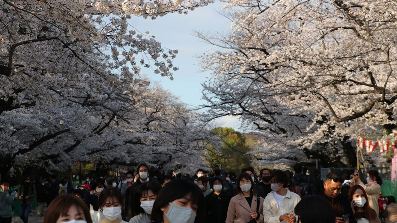Sakura çiçeklerini görmek için parklara akın ettiler