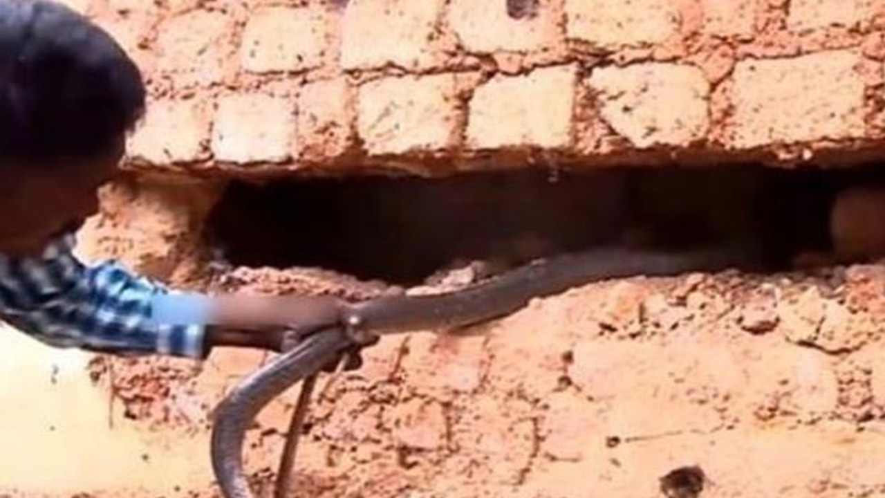 Duvardan gelen sesleri kontrol etmek istedi, hayatının şokunu yaşadı