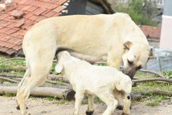 Çoban köpeği, kuzunun süt annesi oldu