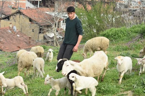 Çoban köpeği, kuzunun süt annesi oldu - Resim: 4