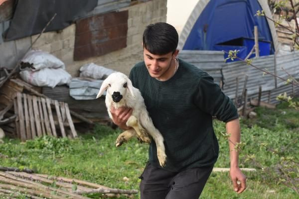 Çoban köpeği, kuzunun süt annesi oldu - Resim: 3