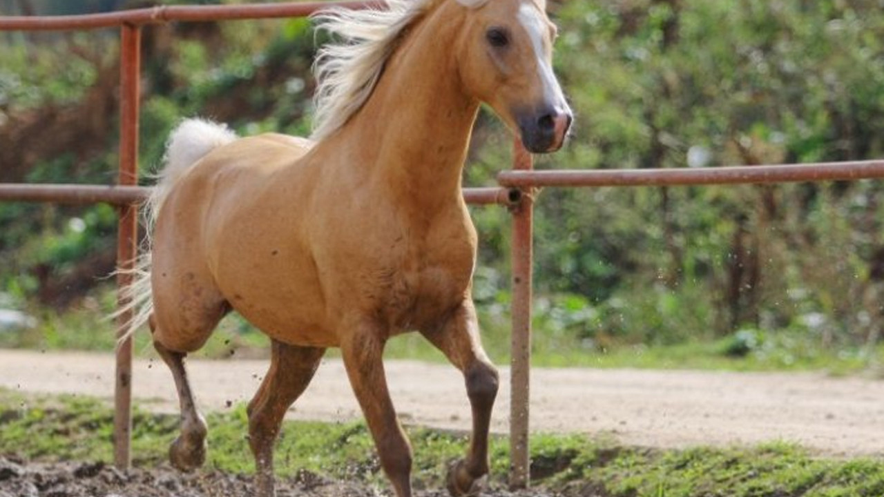 At skandalında yeni gelişme! 50 attan fazlası varmış