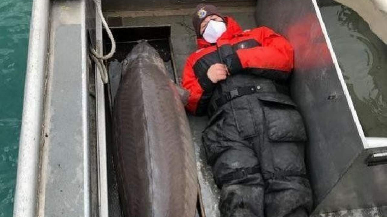 100 yaşında 109 kilo ağırlığında balık yakaladı