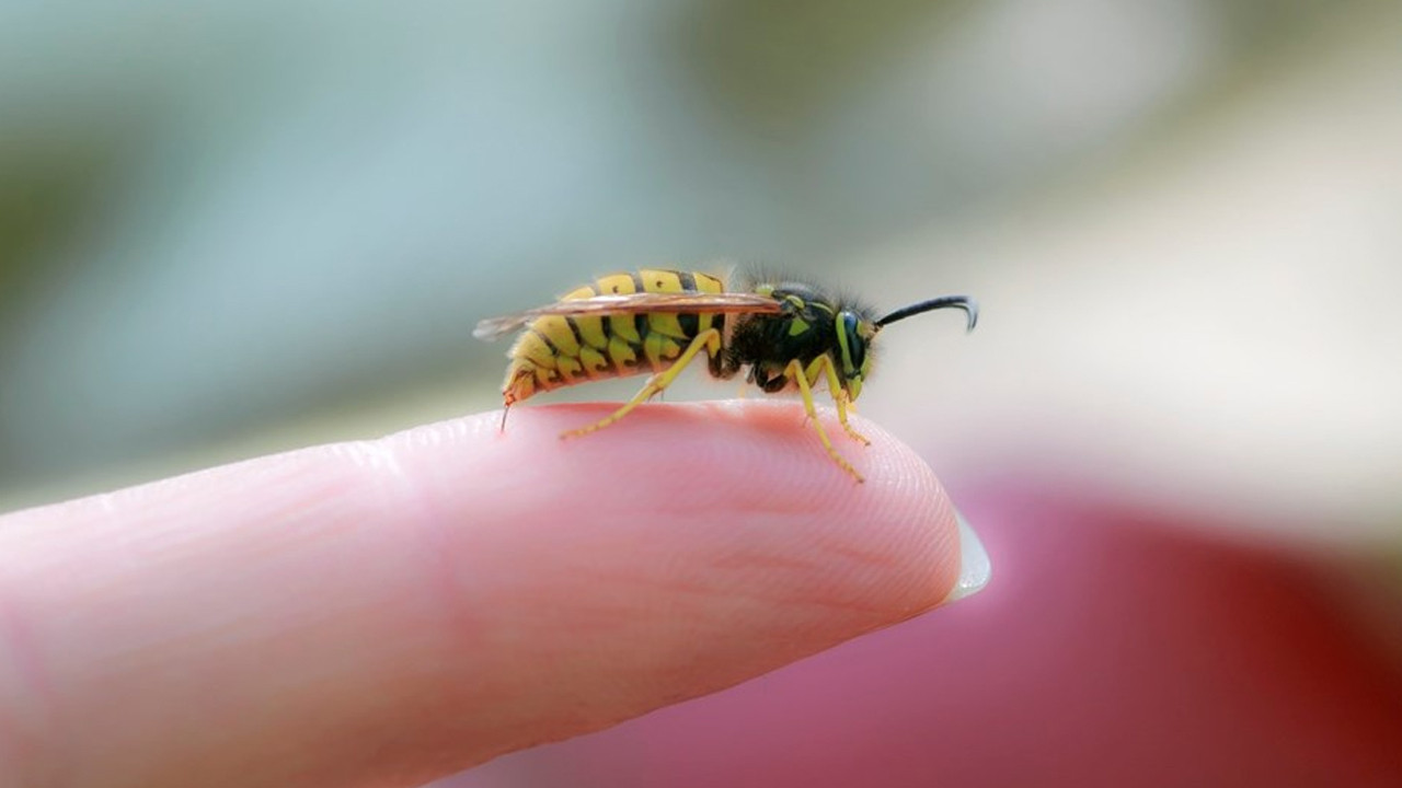 Bilim insanları arılara Covid-19 koklamayı öğretti