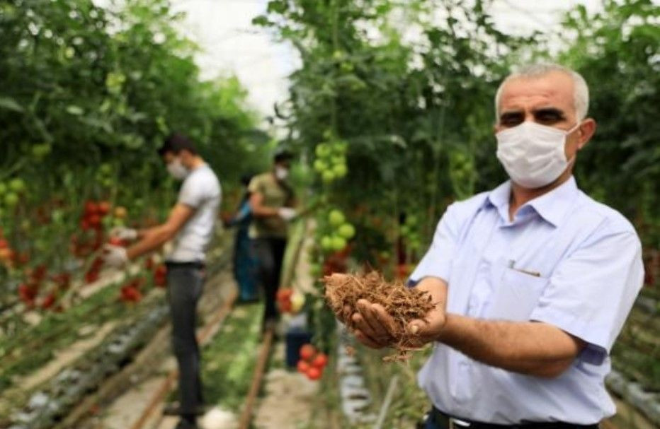 Hindistan cevizi kabuğundan domates üreten çiftçi paraya para demiyor - Resim: 3