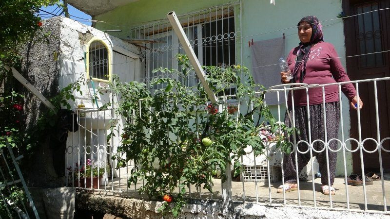 Beton çatlatan domates ilgi odağı oldu - Resim: 4
