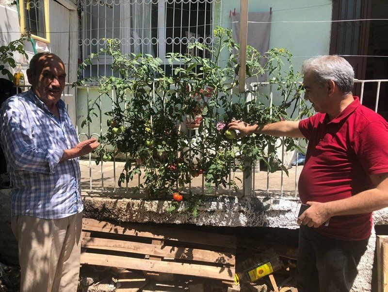 Beton çatlatan domates ilgi odağı oldu - Resim: 1