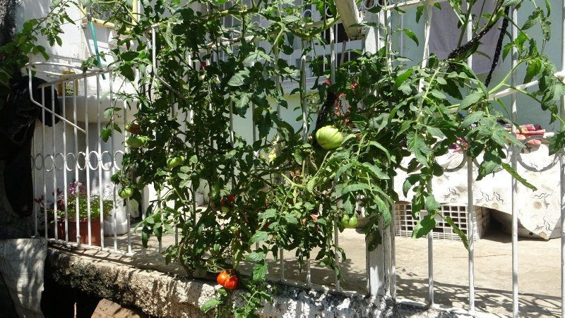 Beton çatlatan domates ilgi odağı oldu - Resim: 2