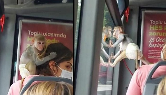 İstanbul'da maymun otobüse binip şehri gezdi