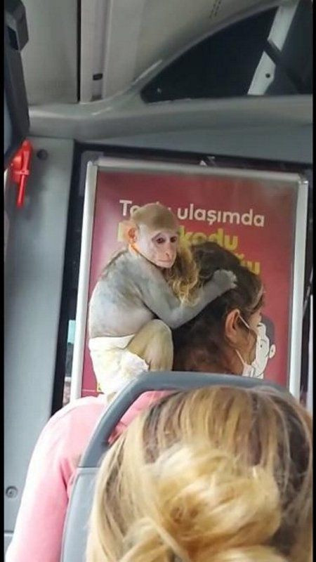 İstanbul'da maymun otobüse binip şehri gezdi - Resim: 4