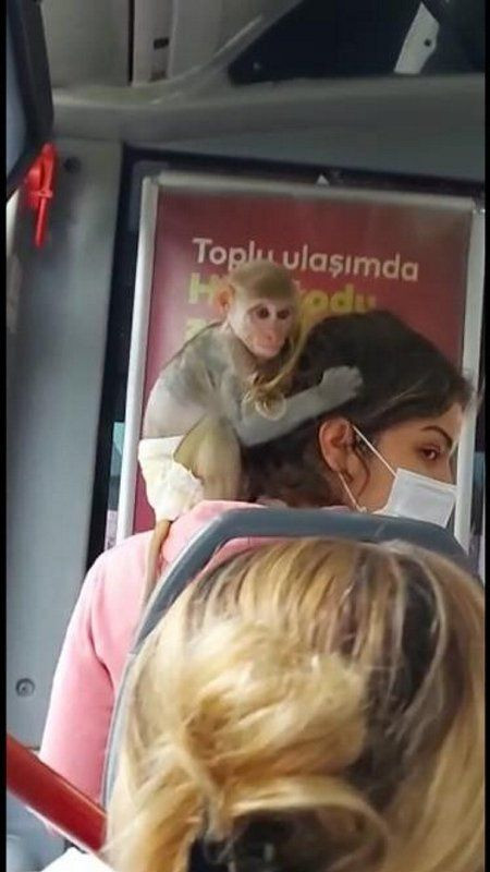 İstanbul'da maymun otobüse binip şehri gezdi - Resim: 2