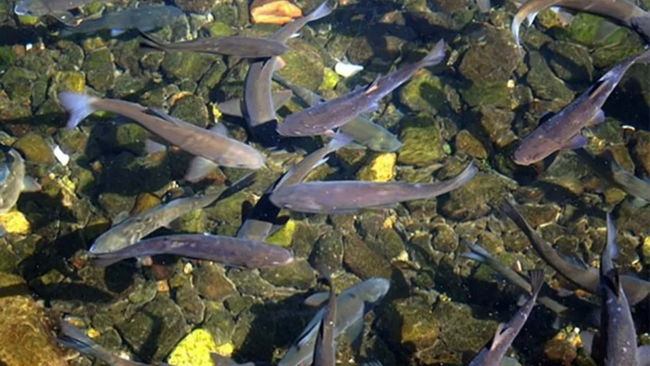 Çankırı'daki kutsal balıkları ''su samurları'' yemiş - Resim: 2