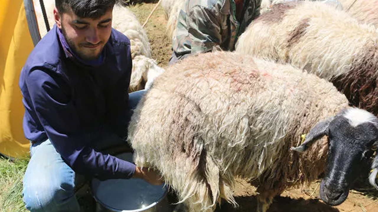 Büyükelçilik çobanlık yaparken Robert'e giren Mahir için harekete geçti